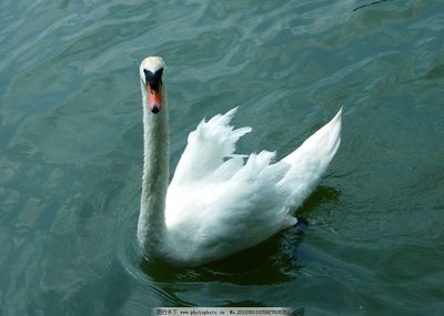 白鹅 优雅的家禽代表