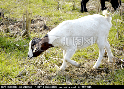 家禽家畜摄影 以山羊为例的动物摄影技巧