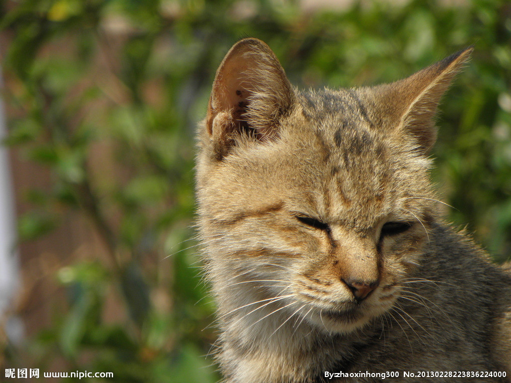 灵猫摄影图 家禽家畜的生物世界