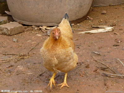 蛋鸡摄影图 家禽家畜的艺术之美