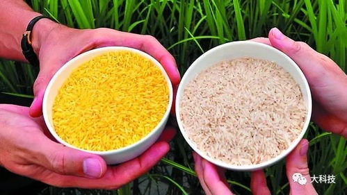 科技赋能农业 为什么说转基因食品是安全的
