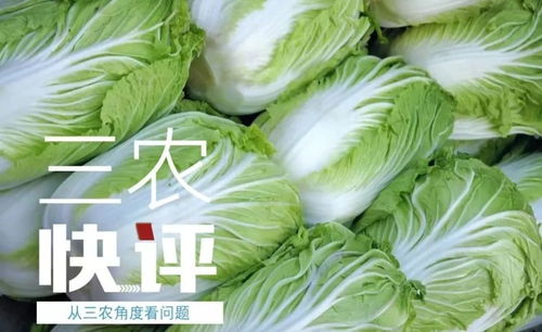 农产品价格困局启示录——战“跳水”菜价当练内功挖风险根链