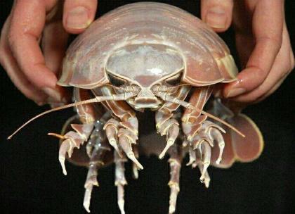 三十年前农村的虱子 为何如今难觅踪影