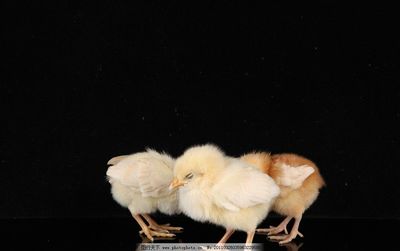 雏鸡 从生物世界到工艺品的多彩旅程