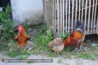 农村散养鸡 动物摄影素材中的家禽家畜之美
