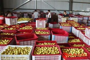 2019渭南国际农产品产销对接大会 客商品鉴冬枣、葡萄与酵素，聚焦‘二师兄’农产品新机遇