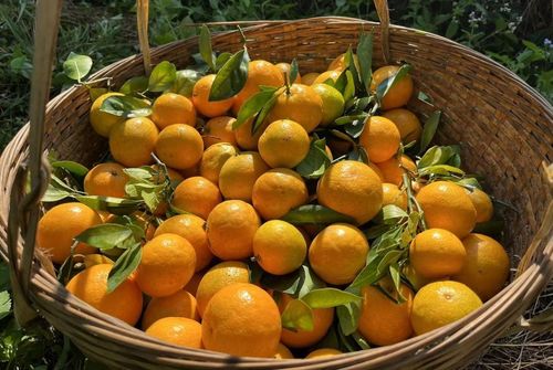 自带香水味的柠檬与二师兄农产品 肇庆美食之旅，令人垂涎欲滴